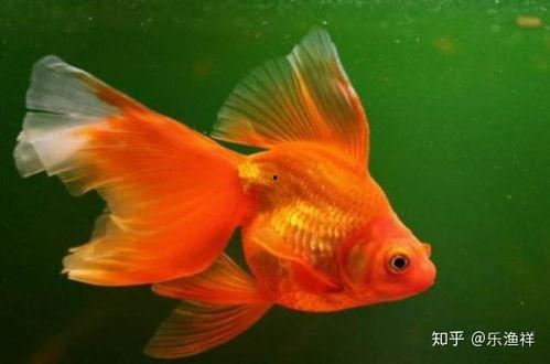 娱乐718吃瓜张金鱼,张金鱼吃瓜背后的故事