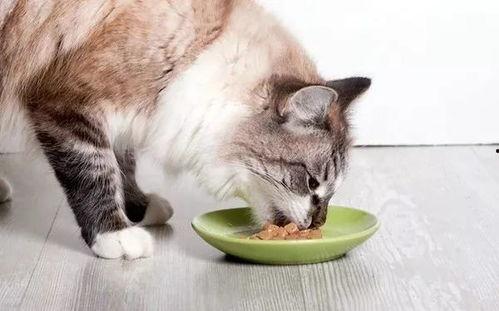 娱乐吃瓜酱找猫,猫咪界的“网红”诞生记